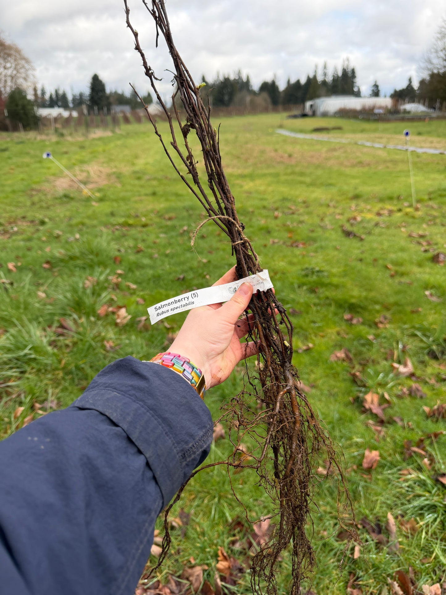 Salmonberry – Bundle of 5 Bare Root Plants