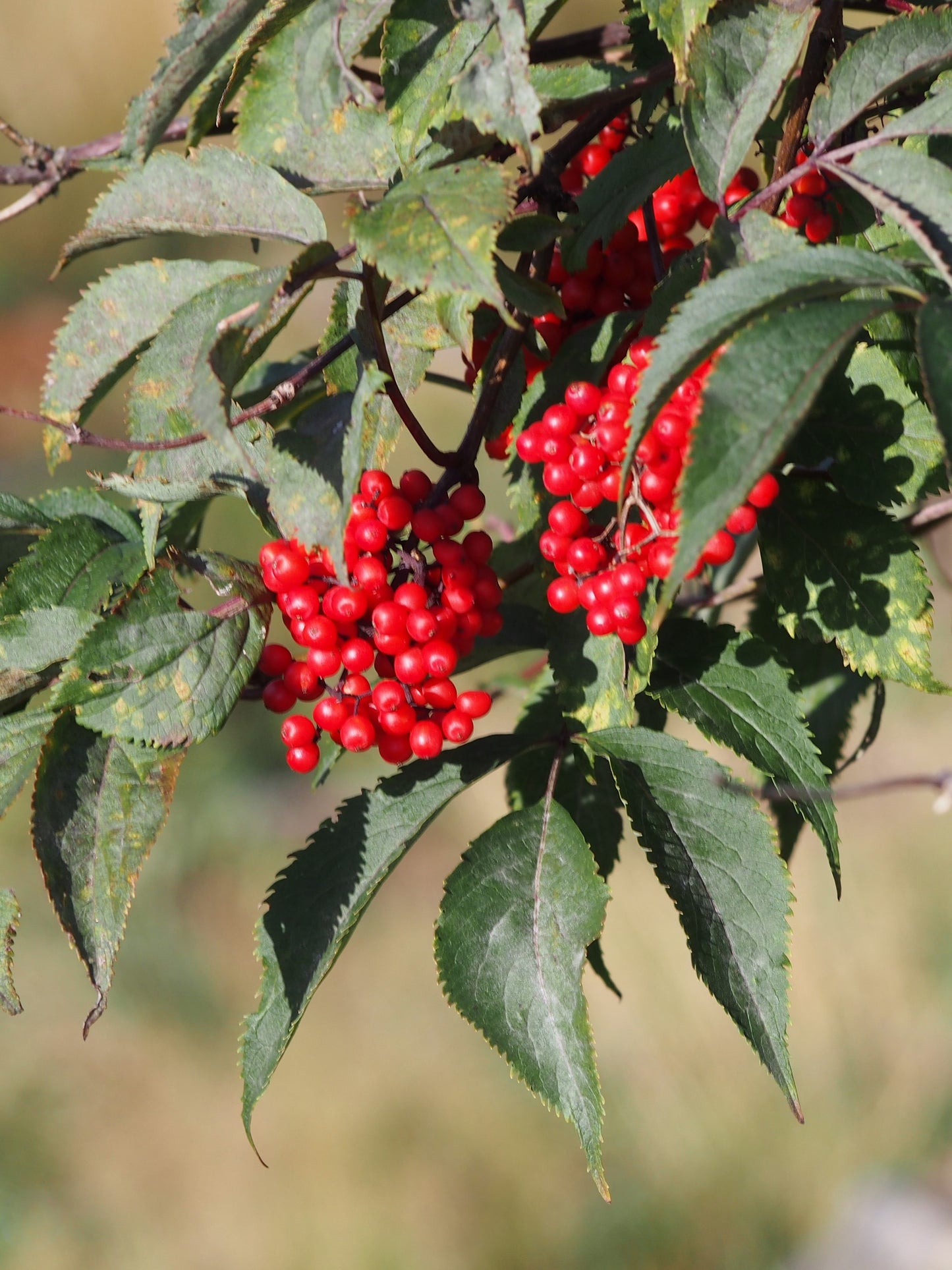 Red Elderberry – Bundle of 5 Bare Root Plants