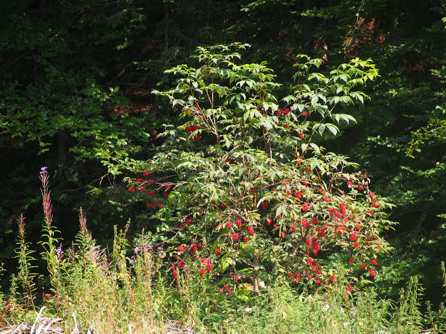 Red Elderberry – Bundle of 5 Bare Root Plants