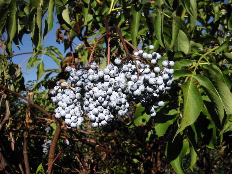 Blue Elderberry - Bundle of 5 Bare Root Plants