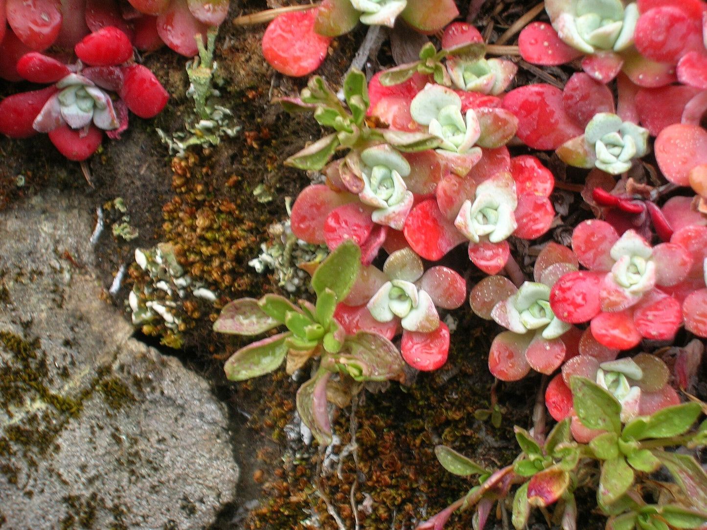 Broadleaf Stonecrop—Bundle of