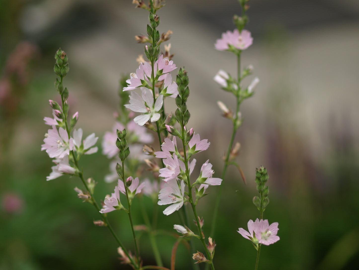 Meadow Checkermallow – Bundle of 5 Potted Plants