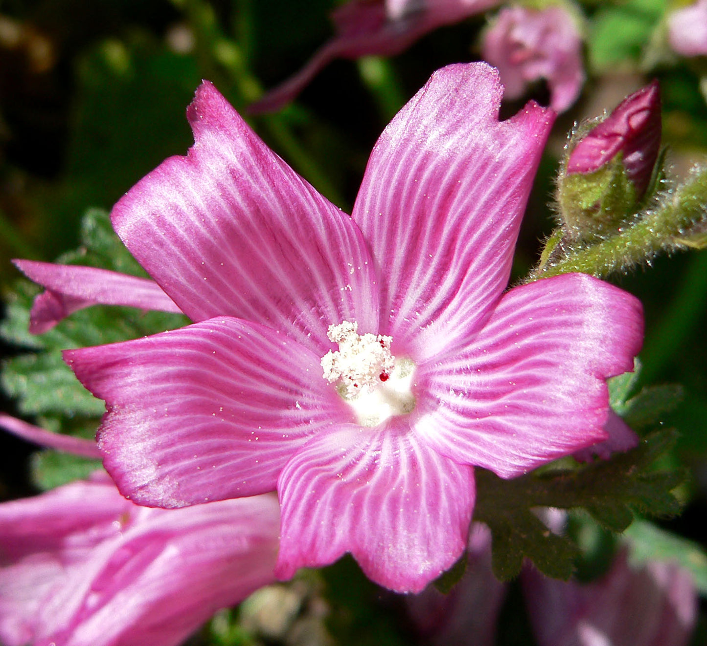 Rose Checkermallow – Bundle of 5 Potted Plants