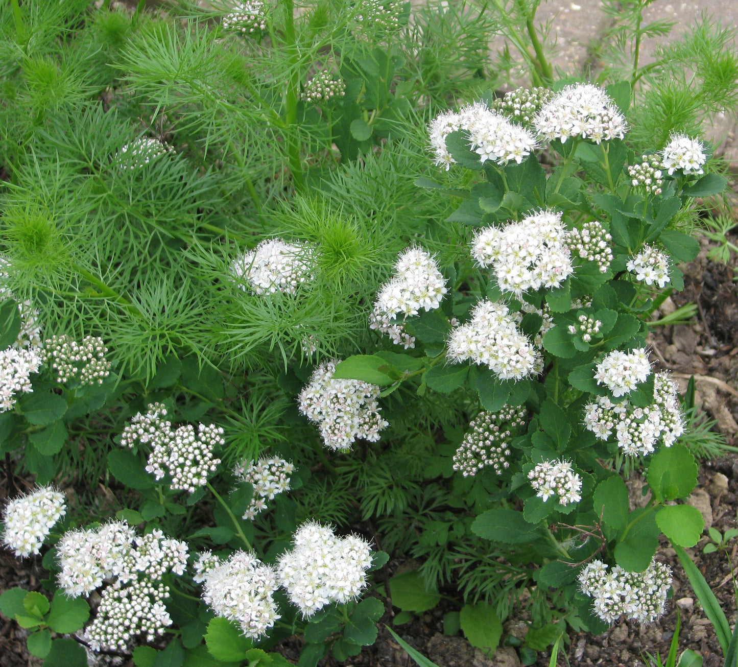 Shiny-leaf Spirea – Bundle of 5 Bare Root Plants