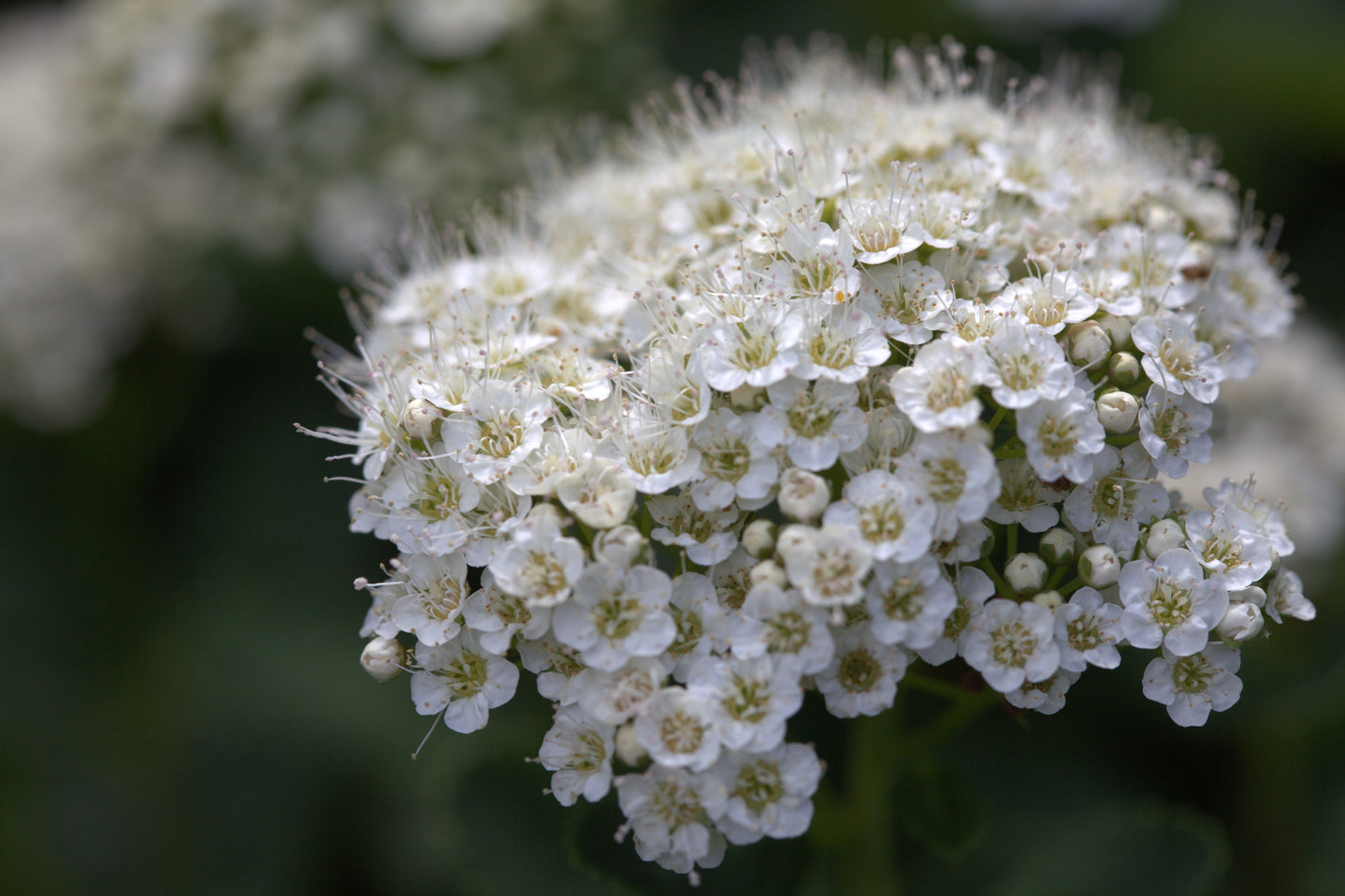 Shiny-leaf Spirea – Bundle of 5 Bare Root Plants