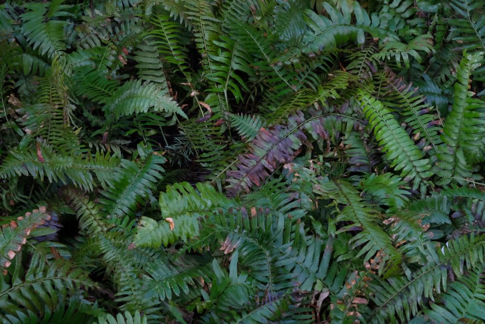 Sword Fern – Bundle of 5 Potted Plants