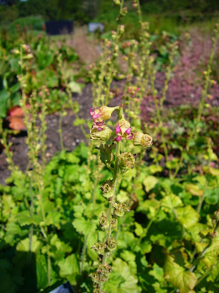 Fringe Cup – Bundle of 5 Potted Plants