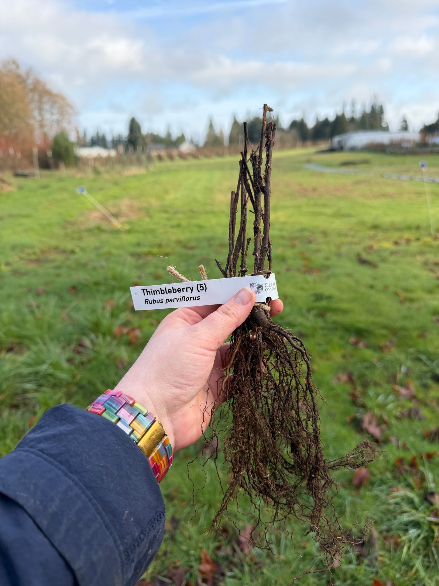 Thimbleberry - paquete de 5 plantas a raíz desnuda