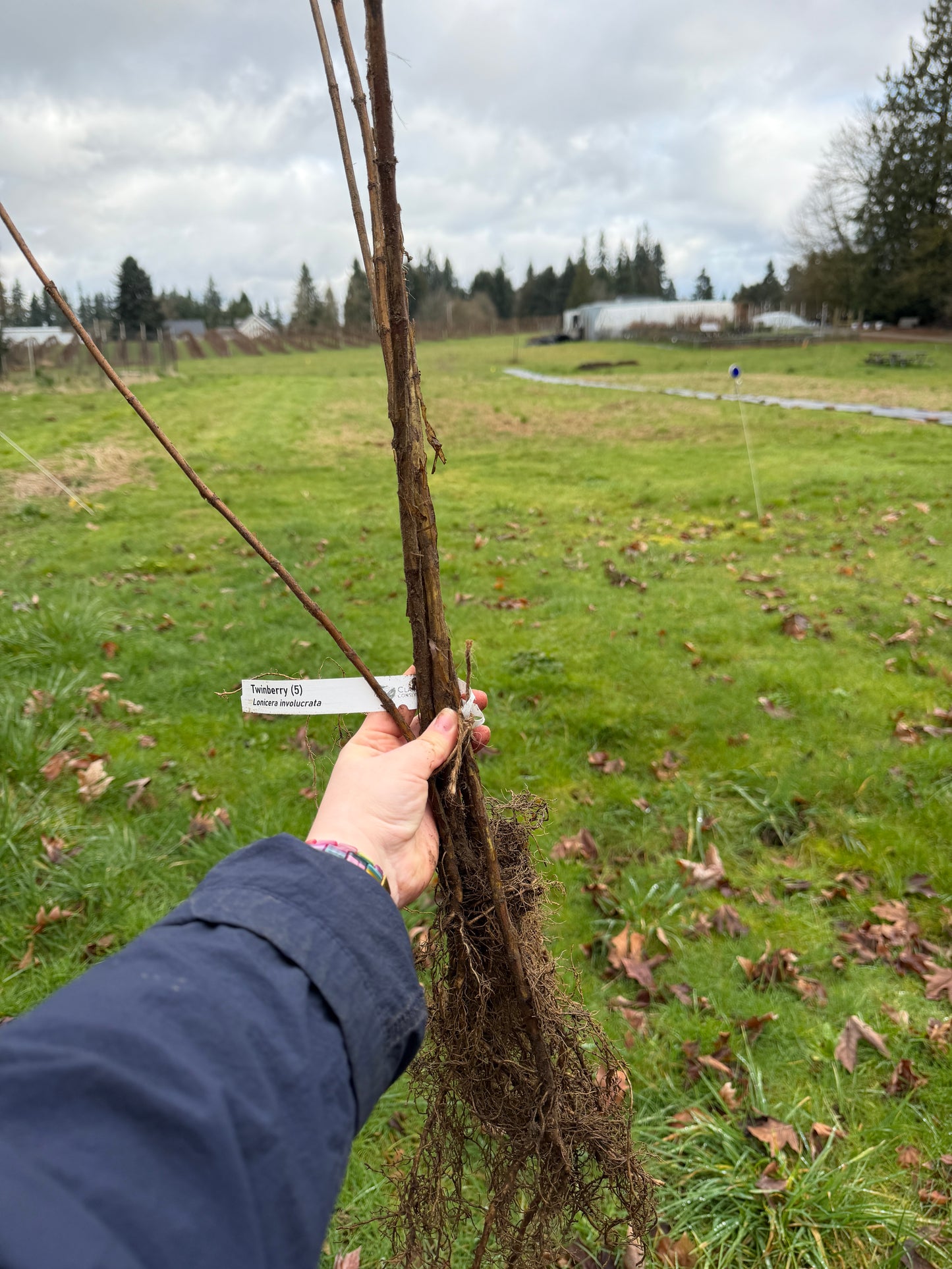 Twinberry - paquete de 5 Plantas