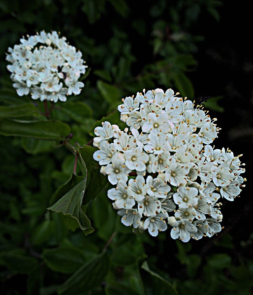 Oval-leaved Viburnum – Bundle of 5 Bare Root Plants