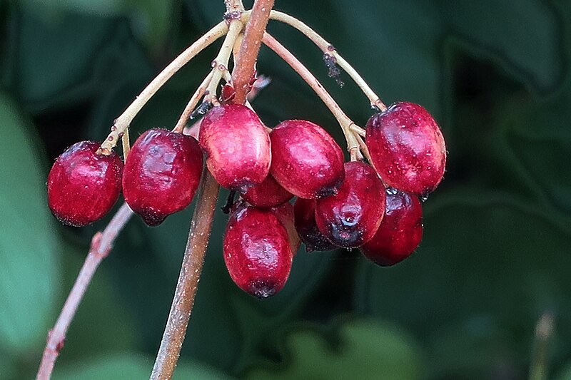 Oval Leaved Viburnum - Bundle of 5 bare root plants