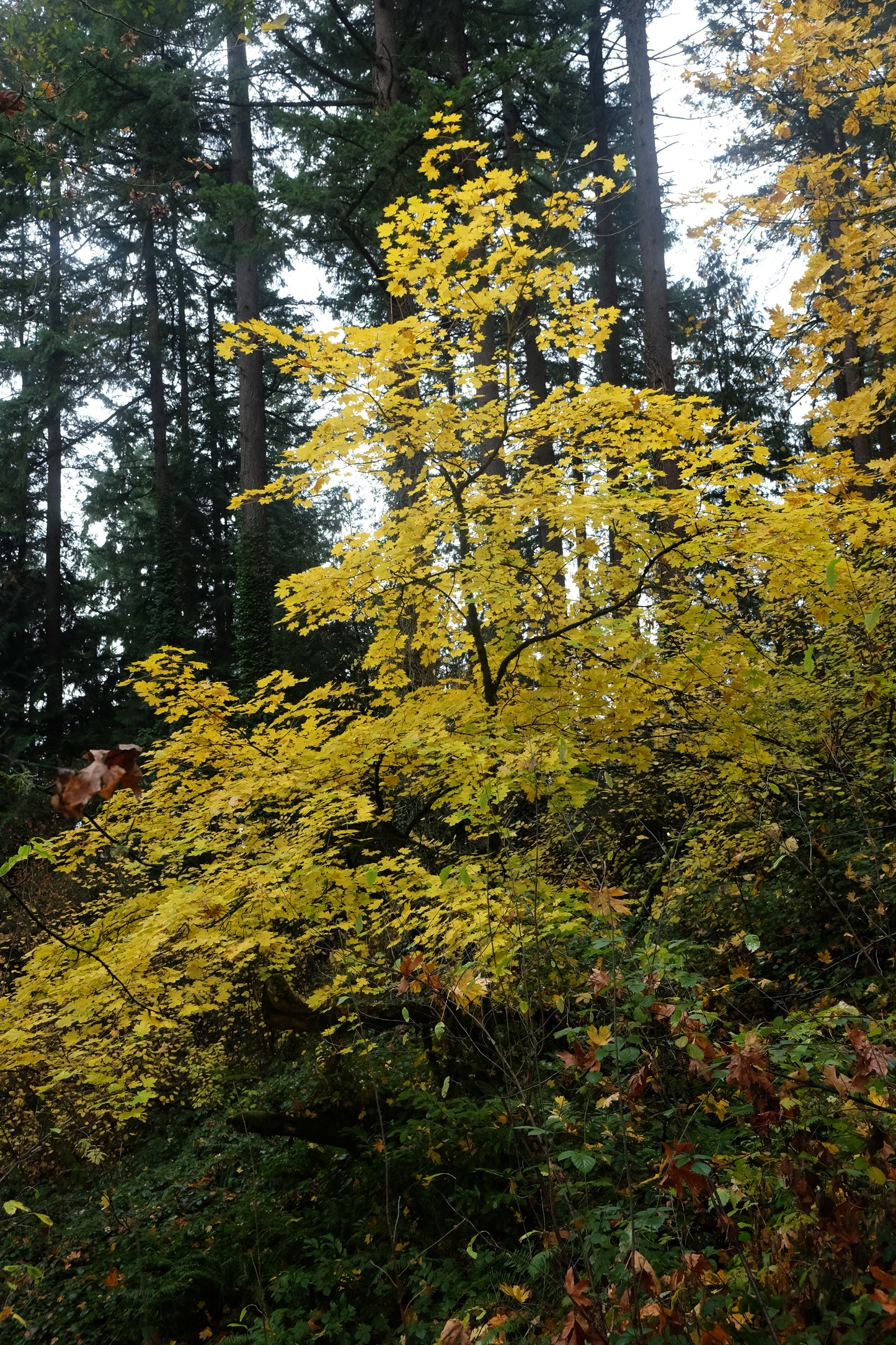 Vine Maple – Bundle of 5 Bare Root Plants