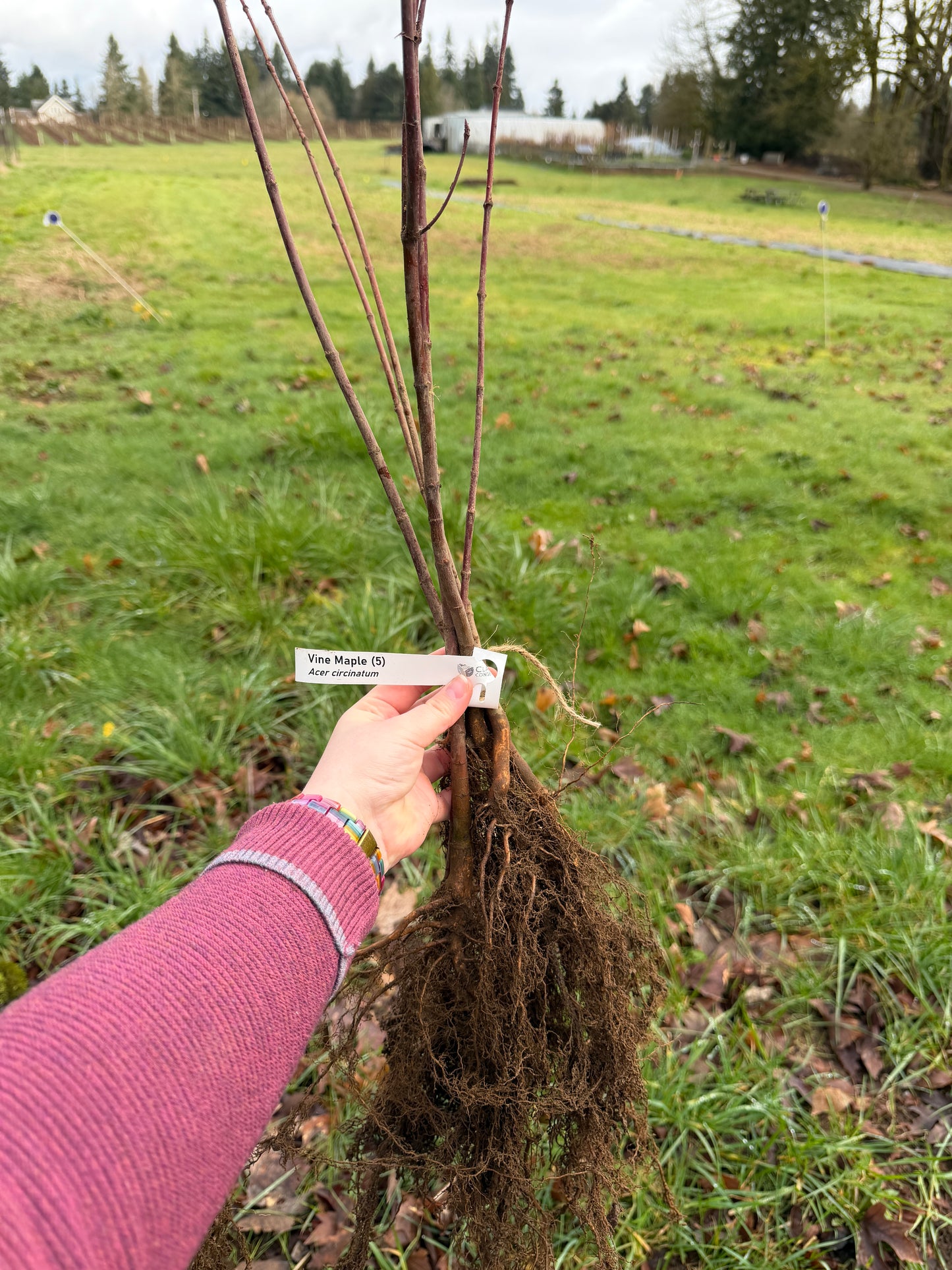 Vine Maple - paquete de 5 plantas a raíz desnuda
