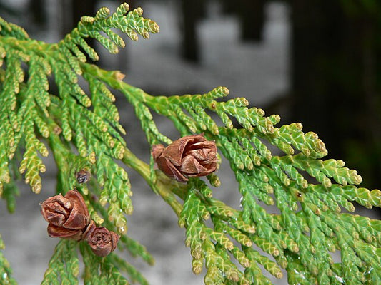Western Red Cedar – Bundle of 5 Bare Root Plants