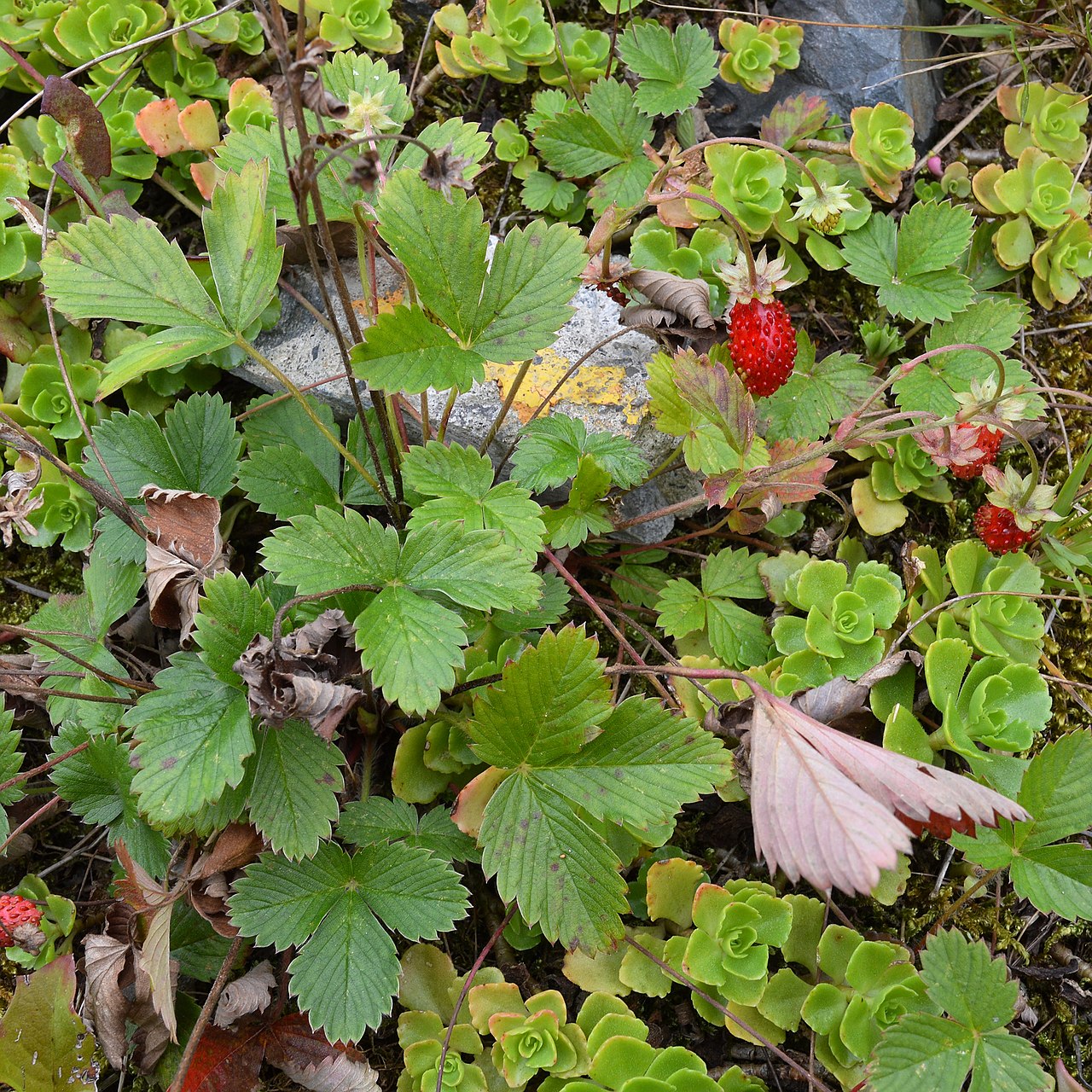 Woods Strawberry—Bundle of 5 Potted Plants