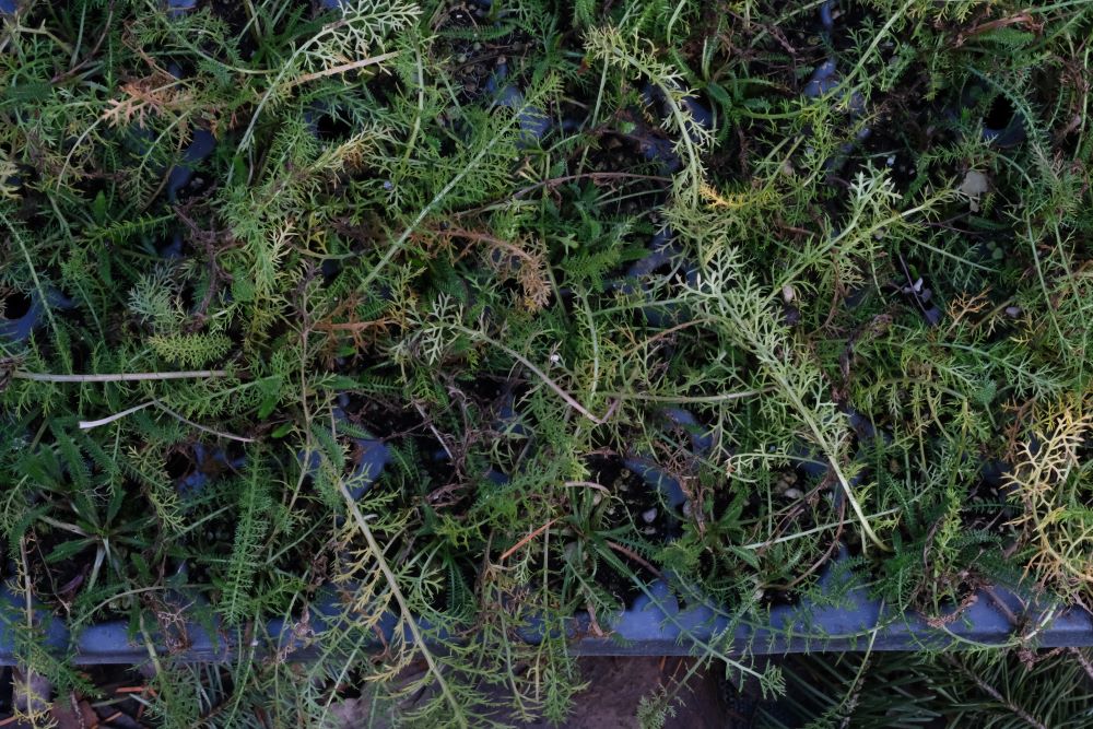 Common Yarrow – Bundle of 5 Potted Plants