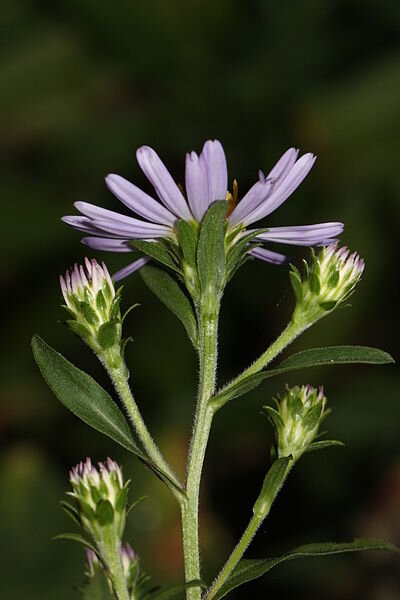 Douglas Aster – Bundle of 5 Potted Plants
