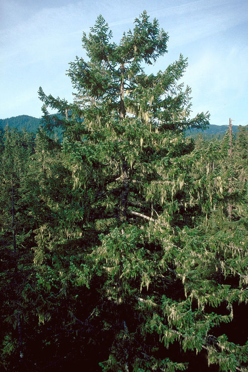 Douglas Fir – Bundle of 5 Bare Root Plants