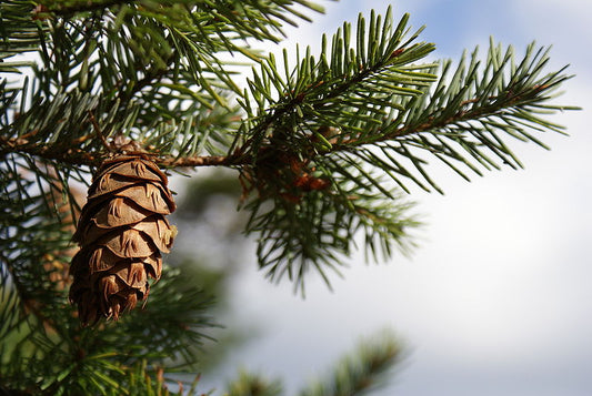 Douglas Fir – Bundle of 5 Bare Root Plants