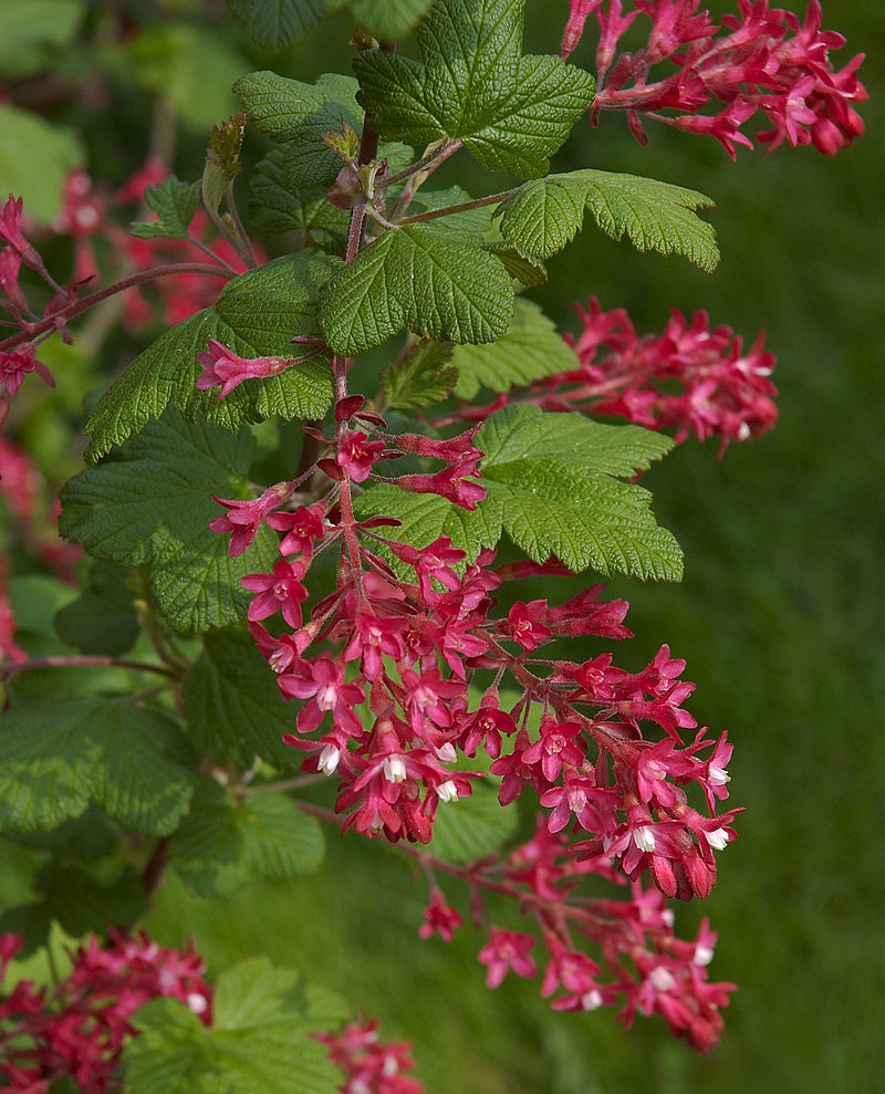 Red Flowering Currant – Bundle of 5 Bare Root Plants