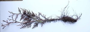 Western Red Cedar – Bundle of 5 Bare Root Plants