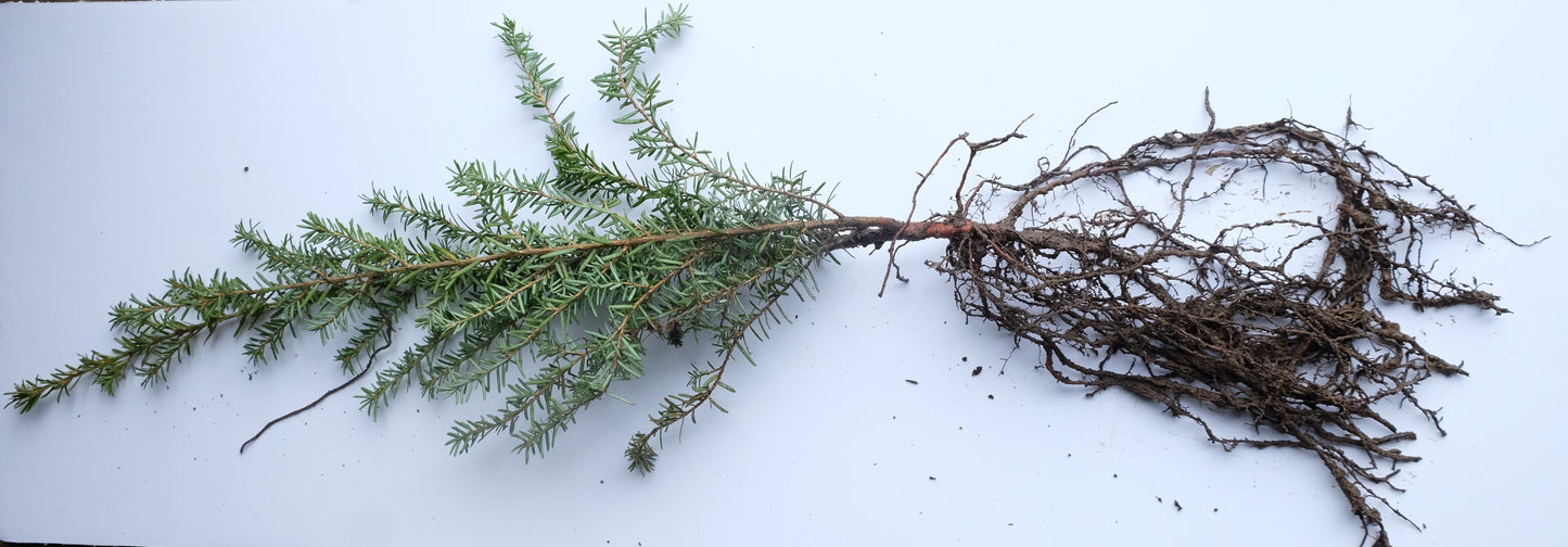 Western Hemlock – Bundle of 5 Bare Root Plants