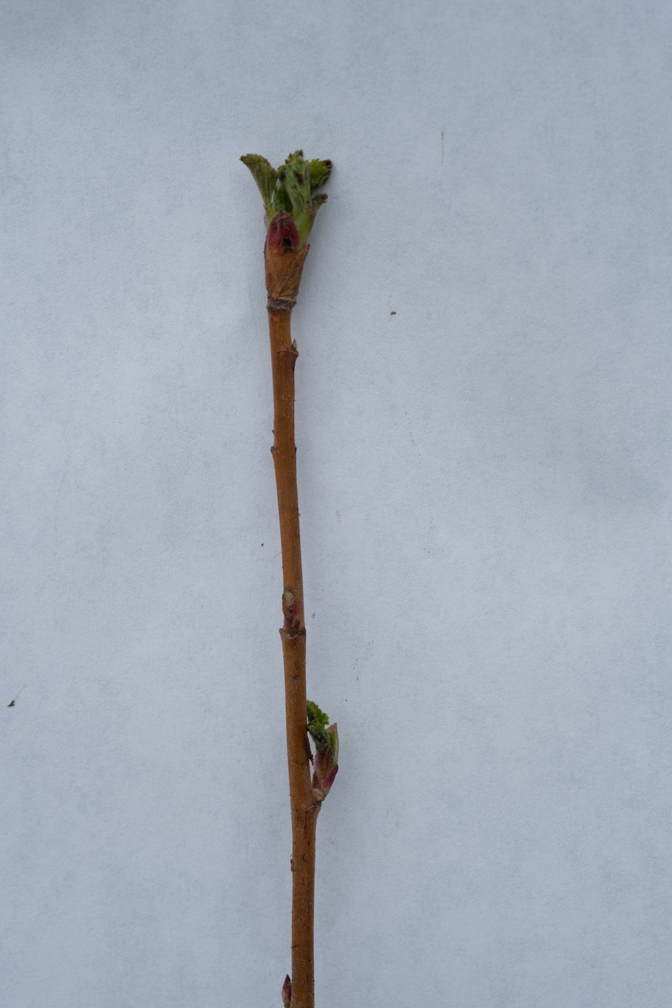 Red Flowering Currant – Bundle of 5 Bare Root Plants