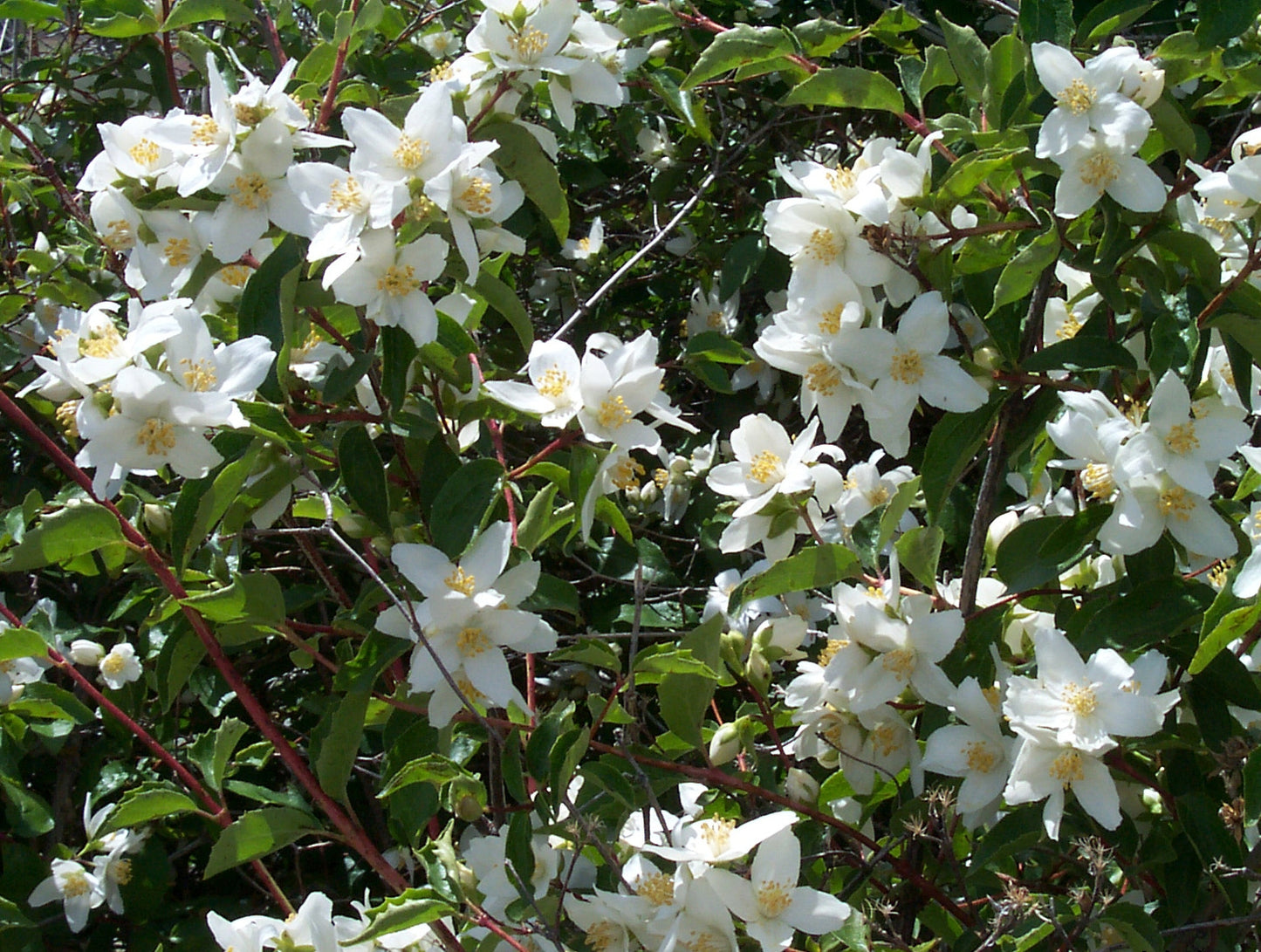 Mock Orange – Bundle of 5 Bare Root Plants