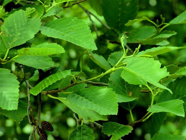 Red Alder - Paquete de 5 plantas a raíz desnuda