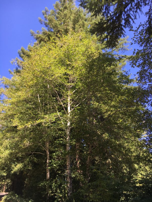 Red Alder - Paquete de 5 plantas a raíz desnuda