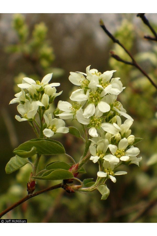 Serviceberry - paquete de 5 plantas a raíz desnuda