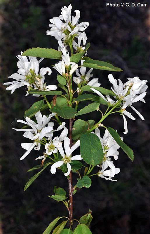 Serviceberry - paquete de 5 plantas a raíz desnuda