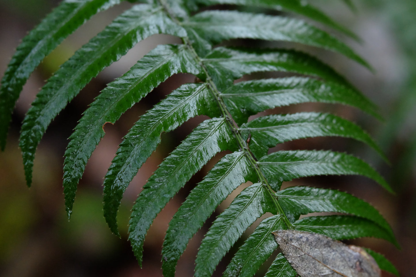 Sword Fern – Bundle of 5 Potted Plants
