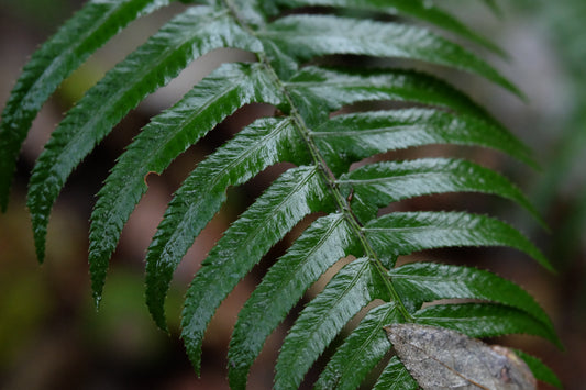 Sword Fern – Bundle of 5 Potted Plants