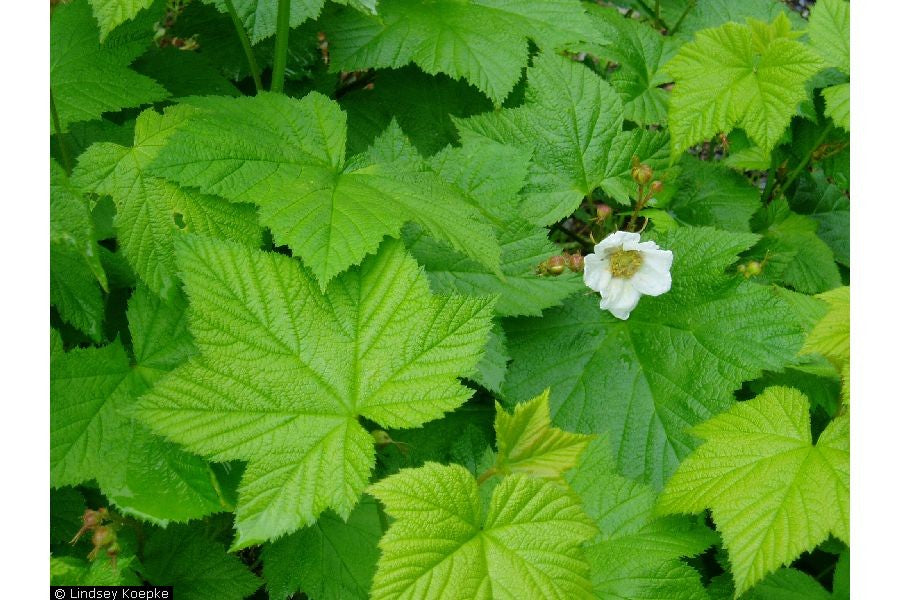 Thimbleberry - Bundle of 5 bare root plants