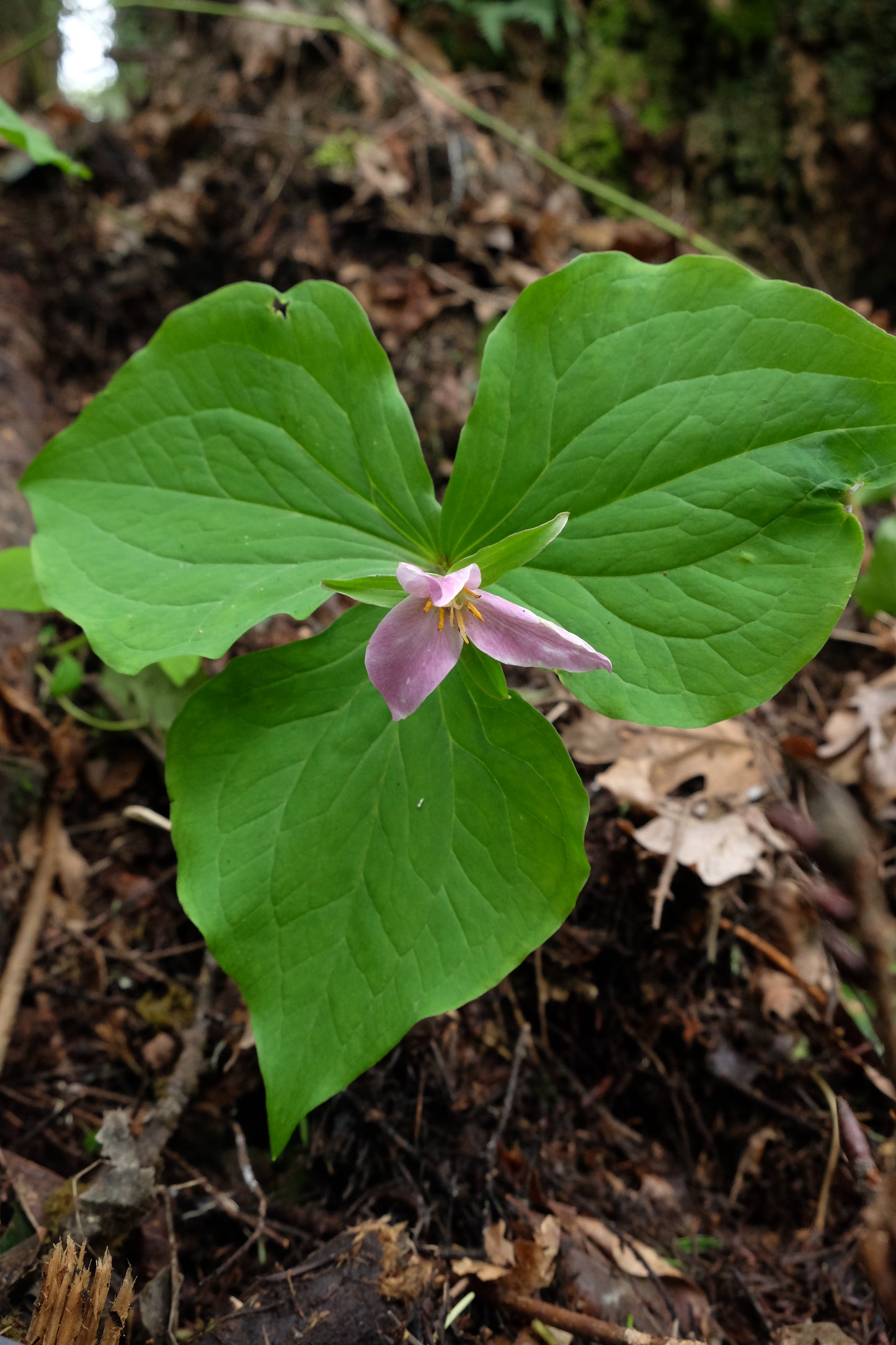 Trillium – Bundle of 5 Potted Plants