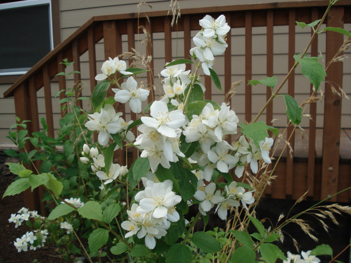 Mock Orange – Bundle of 5 Bare Root Plants