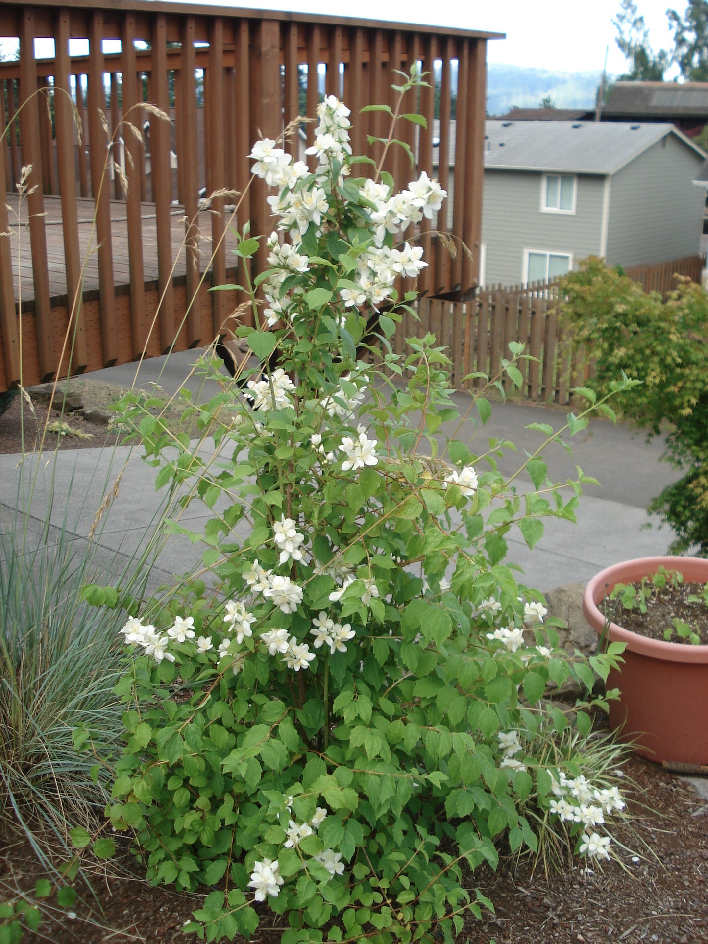 Mock Orange – Bundle of 5 Bare Root Plants