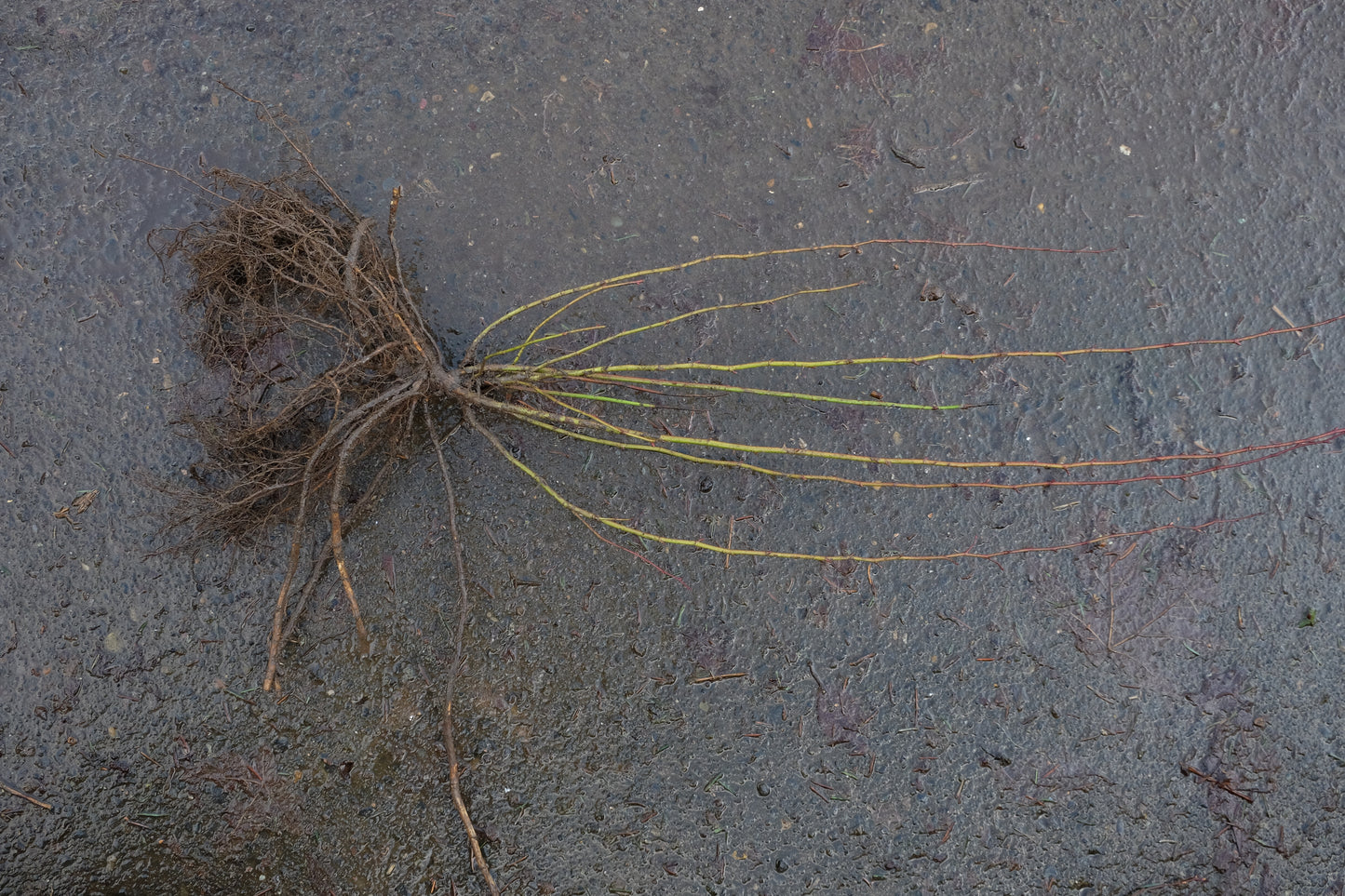 Nootka Rose – Bundle of 5 Bare Root Plants