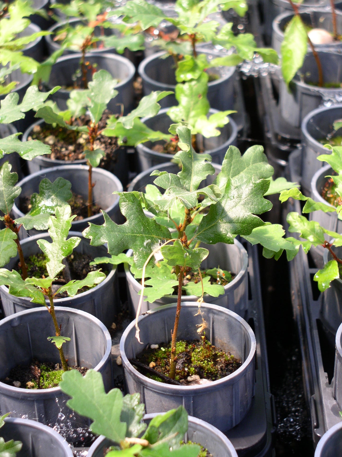 Oregon White Oak – Bundle of 5 Bare Root Plants