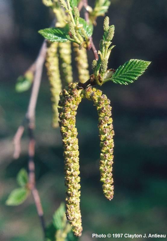 Red Alder - Paquete de 5 plantas a raíz desnuda