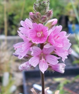 Pollinator Paradise Plant Pack