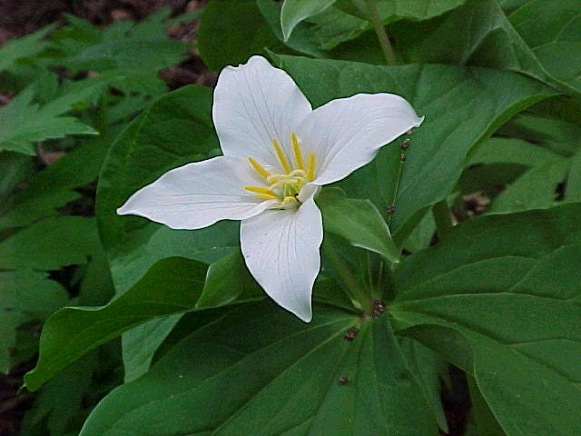 Trillium – Bundle of 5 Potted Plants