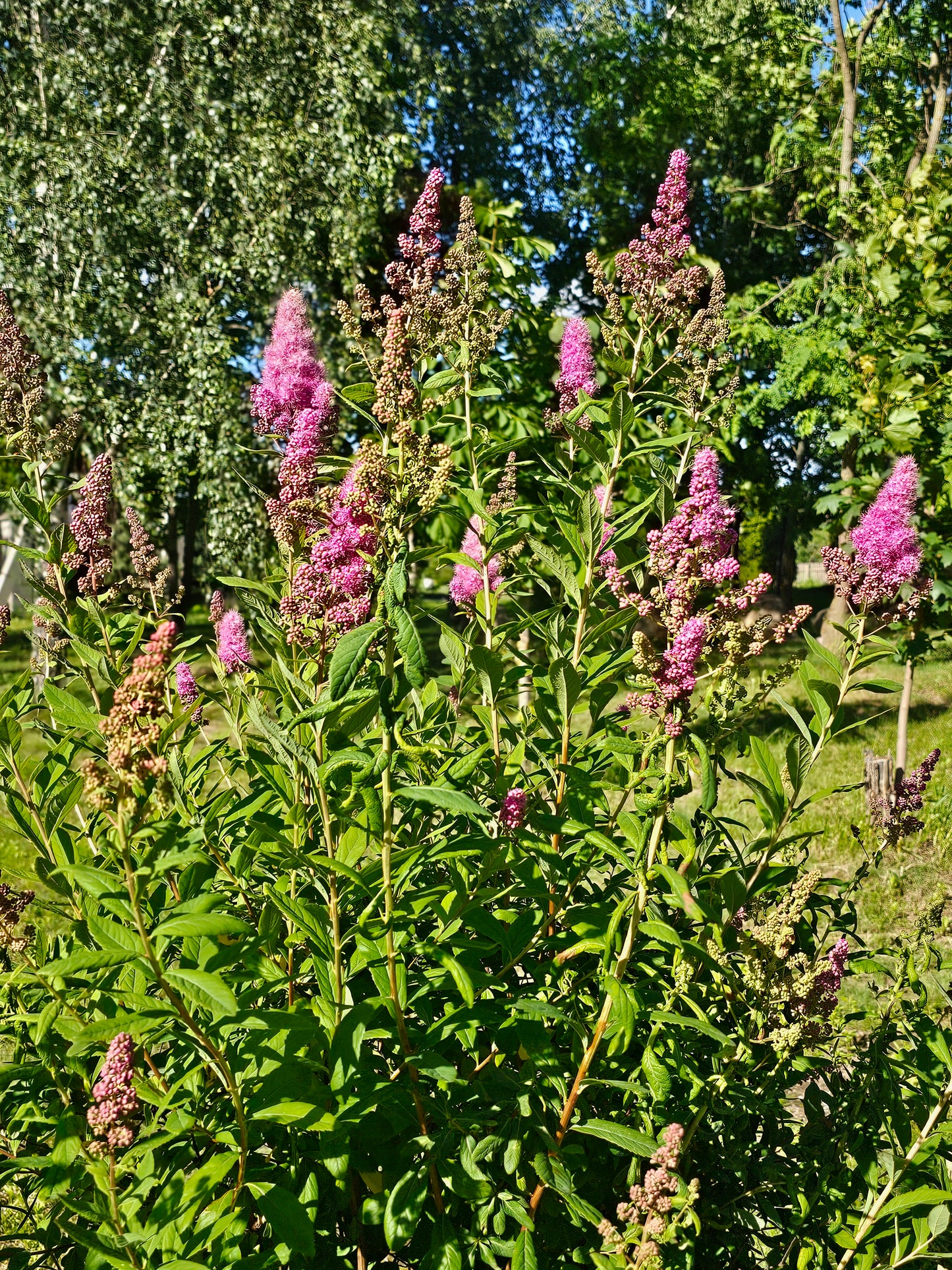 Douglas Spirea – Bundle of 5 Bare Root Plants