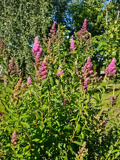 Douglas Spirea – Bundle of 5 Bare Root Plants