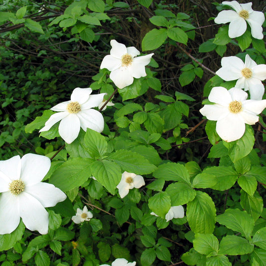 Pacific Dogwood – Bundle of 5 Bare Root Plants