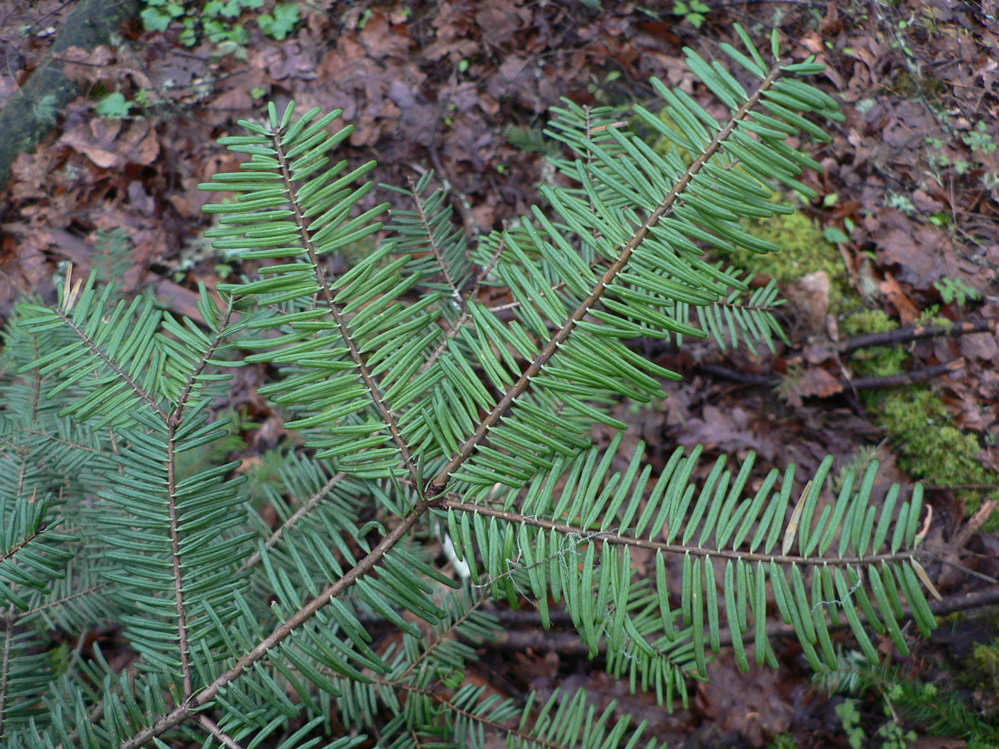 Grand Fir – Bundle of 5 Bare Root Plants