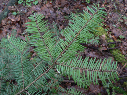 Grand Fir – Bundle of 5 Bare Root Plants