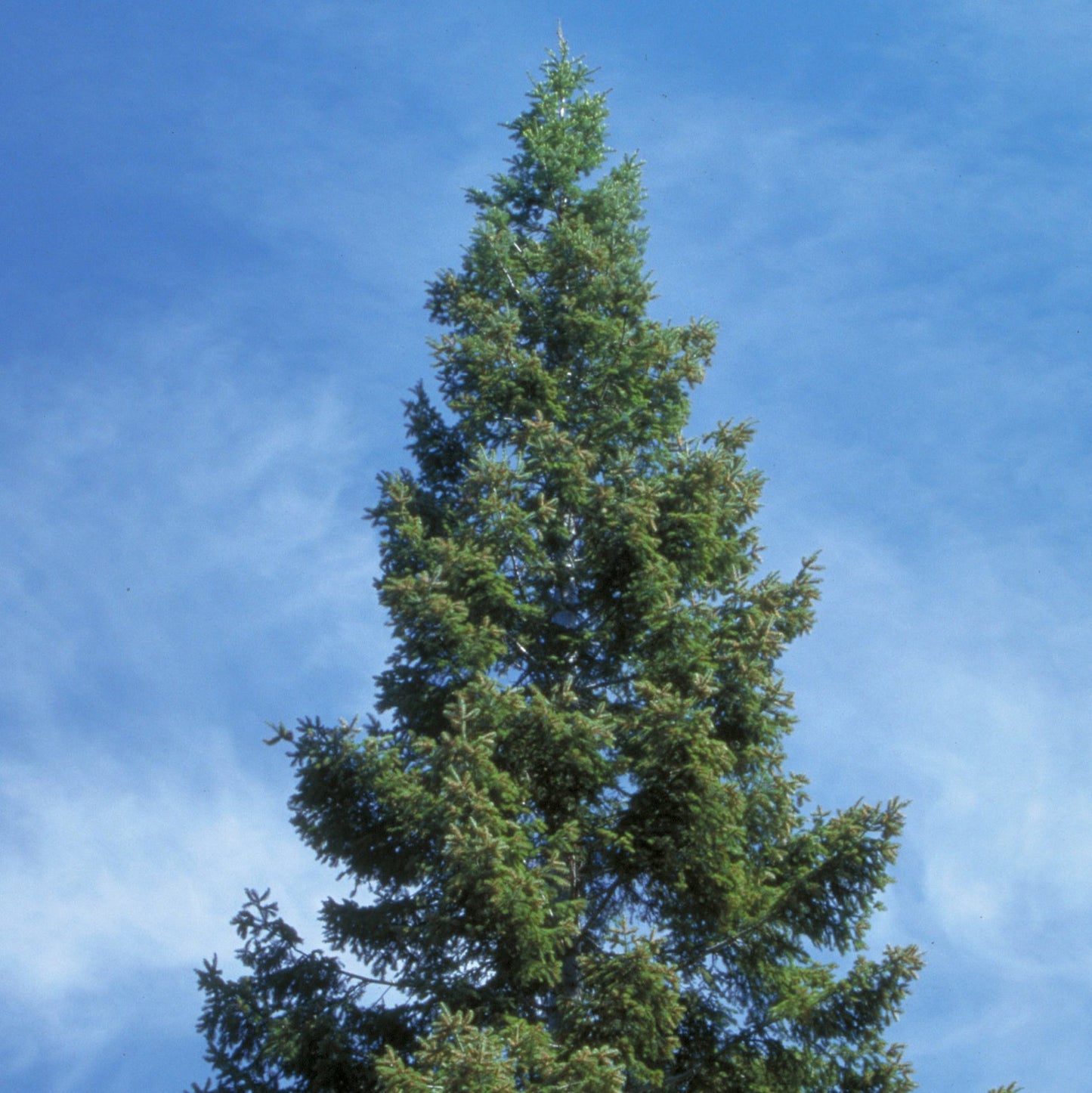 Grand Fir – Bundle of 5 Bare Root Plants