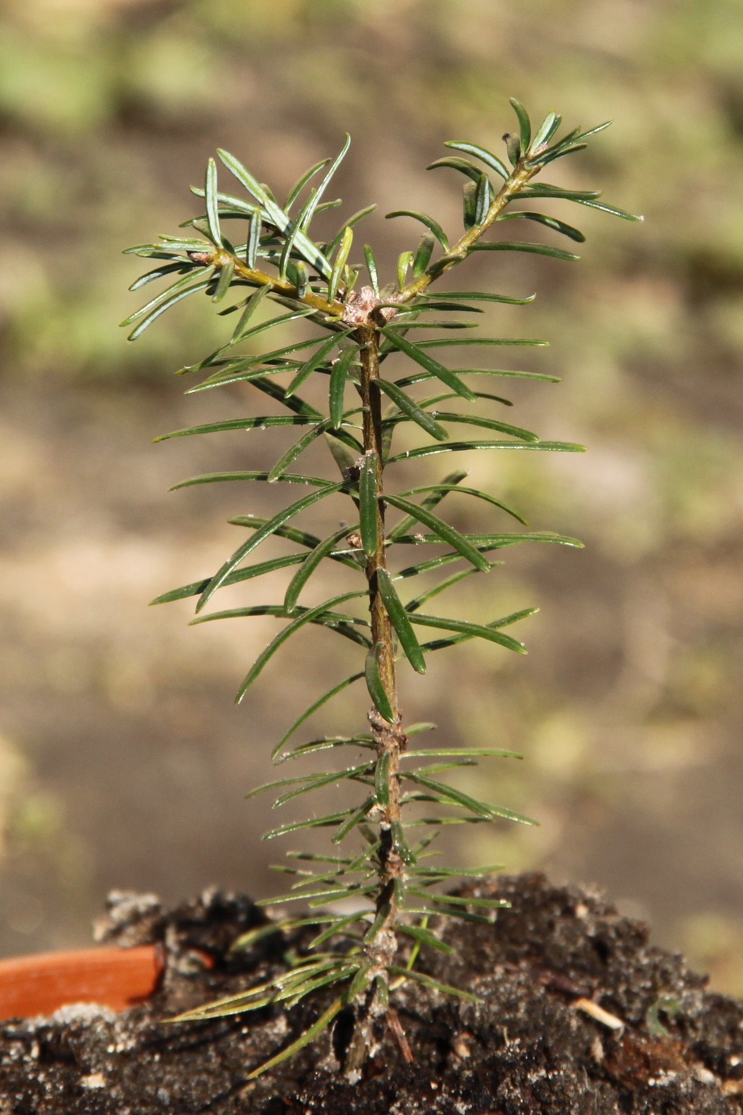 Grand Fir – Bundle of 5 Bare Root Plants